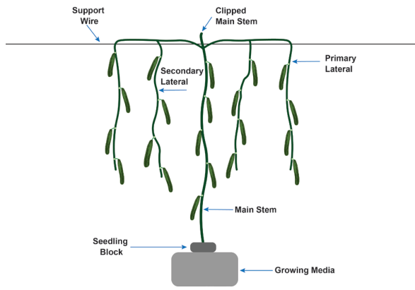 Figure 3. An umbrella system commonly used for the production of greenhouse-grown cucumbers.