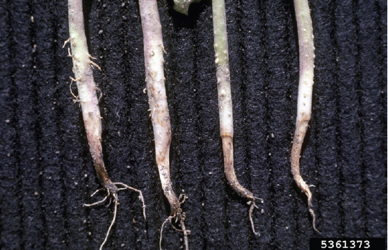 Figure 1. Drybean seedlings showing symptoms of Pythium damping-off. Howard Schwartz, Colorado State University, Bugwood.