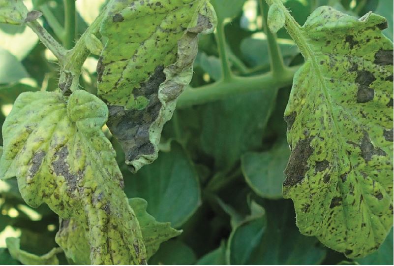 Figure 1. Foliar symptoms of tomato spotted wilt virus (TSWV) infecton of tomato.