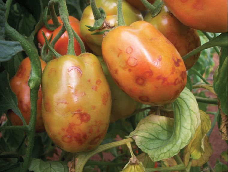 Figure 2. Symptoms of TSWV infection on tomato fruit.