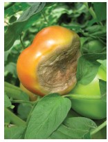 Figure 2. Symptoms of blossom end rot on tomato fruit resulting from a localized calcium deficiency within the plant.