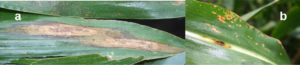Figure 1. Lesions of (a) northern and (b) southern corn leaf blights.