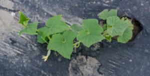 Figure 2. A cucumber plant emerging from a hole in the black-plastic mulch on a raised-bed.
