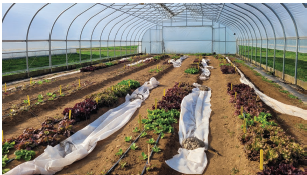 Figure 1. Vegetables growing in a high tunnel system. Nicole Gauthier, University of Kentucky.