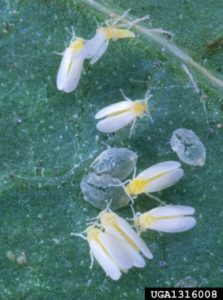Figure 3. Silverleaf whiteflies. Scott Bauer, USDA Agricultural Research Service, Bugwood.org.