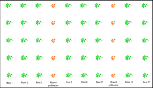 Figure 1. Dedicated pollenizer rows are planted every fourth row to provide a 3:1 ratio of plants of seedless to pollenizer varieties.