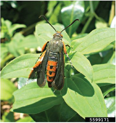 Figure 1. The adult (moth) stage of the squash vine borer, Melittia cucurbitae. Ansel Oommen, Bugwood.org.