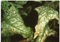 Figure 2. Symptoms of Cladosporium leaf spot (left, caused by Cladosporium variabile) vs. Stemphylium leaf spot (right, caused by Stemphylium beticola). Mike Derie, Washington State University.