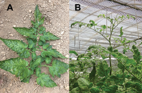 Figure 1. Foliar symptoms of ToBRFV on tomato: (A) mosaic discoloration of leaves, (B) leaf narrowing and distortion.