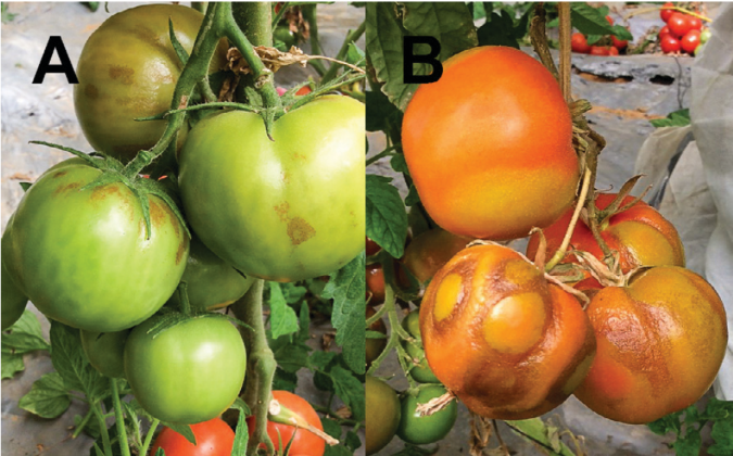 Figure 2. Fruit symptoms: (A) brown necrotic lesions, (B) rugose fruit surface, brown streaking, and calyx necrosis.