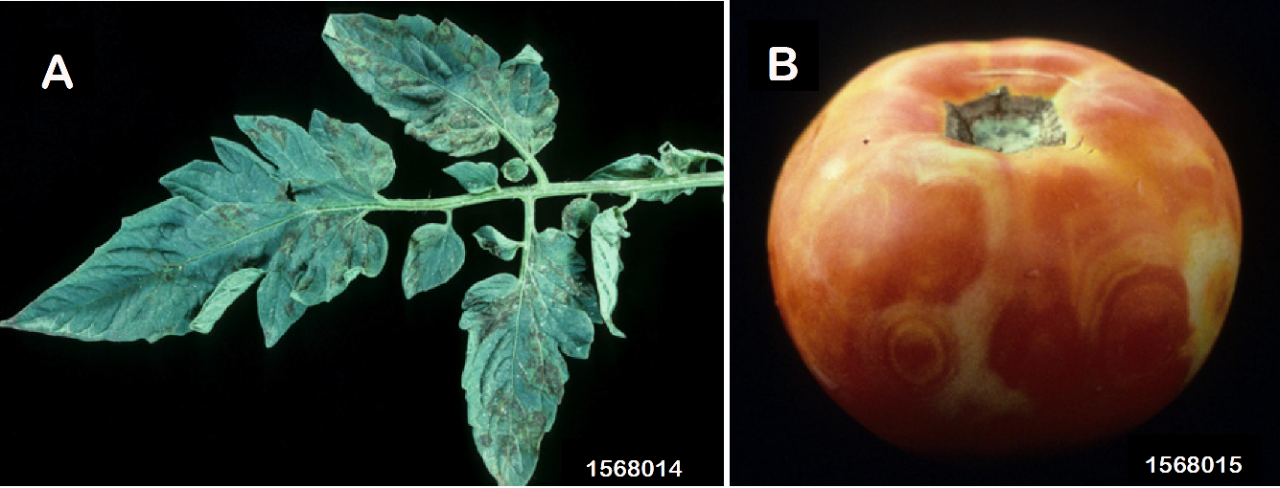Figure 1. Foliar (a) and fruit (b) symptoms of Tomato Spotted Wilt. Edward Sikora, Auburn University, Bugwood.org.