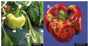 Figure 1. The effect of pH on the plant availability of three secondary macronutrients.