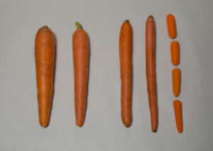 Figure 1. Carrots planted less densely produce roots that are larger in diameter (carrots on the left), suitable for fresh-market or slicing, while higher density plantings result in roots suitable for cut-and-peel production.