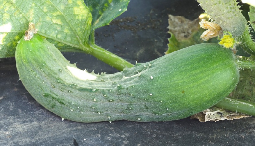 Figure 2. Inadequate pollination results in fruit abortion or the formation of misshapen fruit.