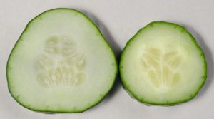 Figure 3. Fruit from seeded (left) and seedless (right) cucumbers. Parthenocarpic cucumbers are used to produce seedless fruit.