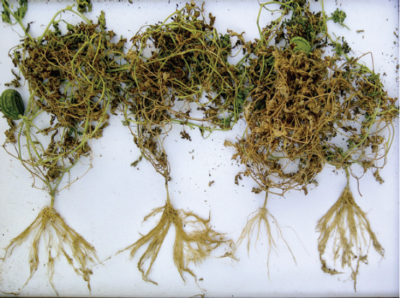 Figure 1. Root systems of watermelon scion ‘Delta’ grafted onto rootstock ‘Marathon’, an interspecific winter squash hybrid. The two plants on the left and the plant on the right are grafted. The second plant from the right is non-grafted.
