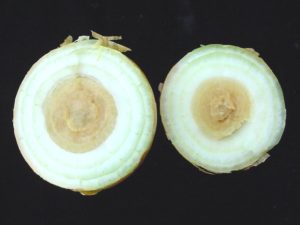 Figure 2. Internal symptoms of center rot.