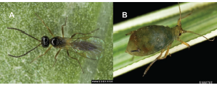 Figure 1. (A) The braconid wasp Aphidius colemani parasitizes aphid species, including (B) the bird cherry-oat aphid, which can be used as an alternate host in a banker plant system. David Capaert, Bugwood.org.
