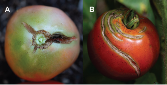 Figure 1. (A) Radial and (B) concentric fruit cracking symptoms.