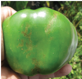 Figure 2. Damage on pepper fruit caused by feeding of Thrips parvispinus.