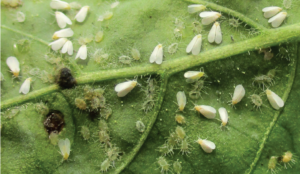 Figure 1. Sweetpotato whitefly adults and nymphs on a tomato leaf.