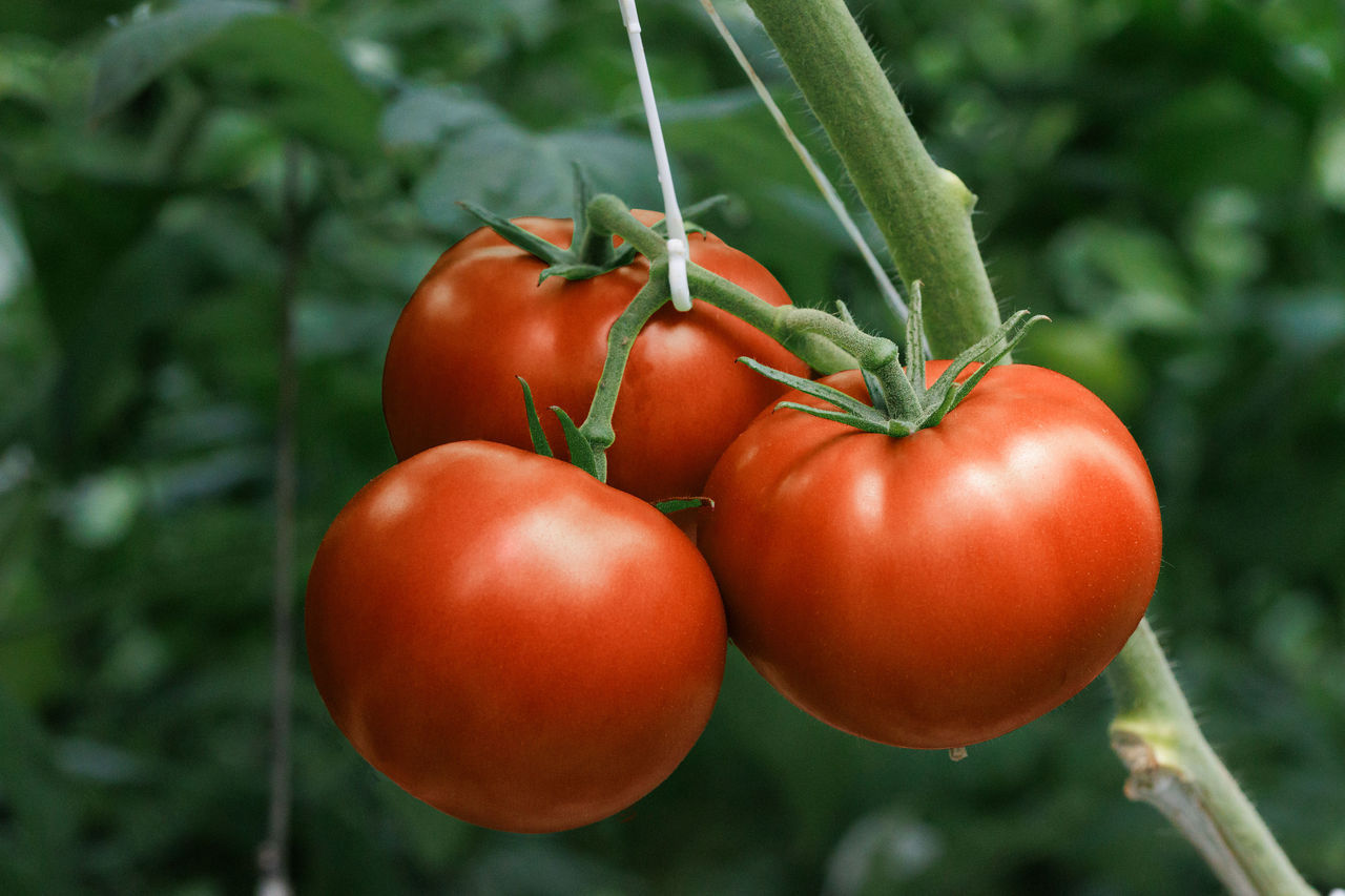 strabini on the vine close up