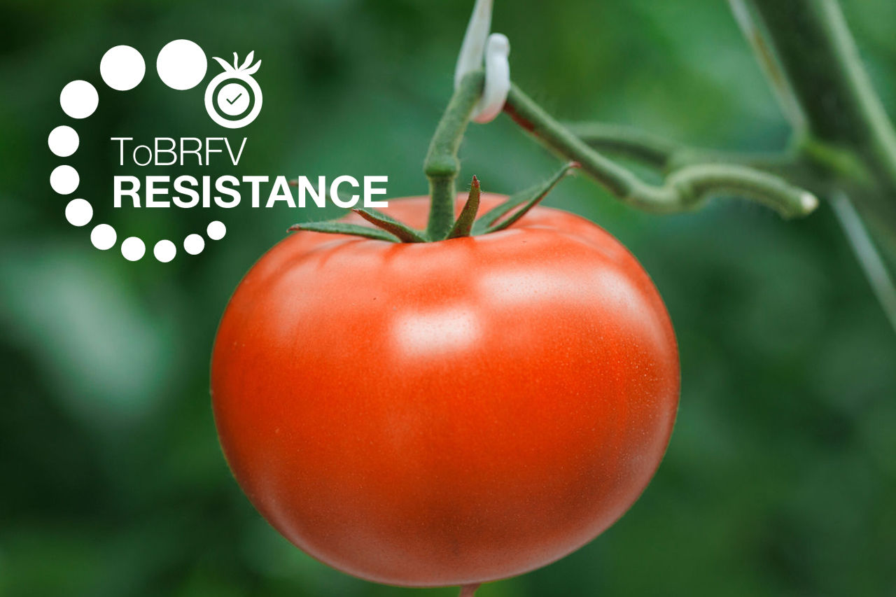 strabini on the vine macro shot