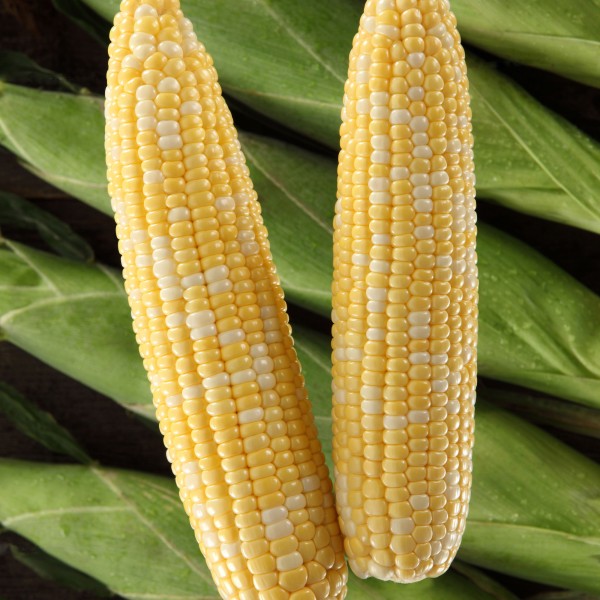 Sweet Corn