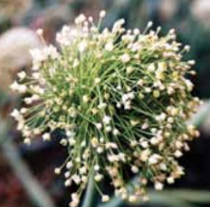 Affected umbel showing elongated pedicels.