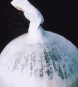 Black fungal spores are visible under the outer papery scales of the bulb.