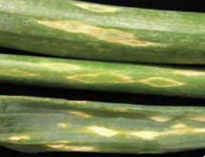 Irregular to diamond shaped lesions on leaves.