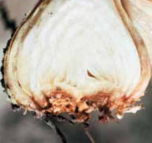 Longitudinal section of a bulb showing infected basal plate.
