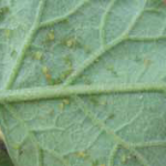 Aphids on eggplant