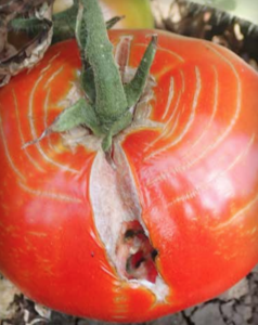 Cracking: radial and concentric cracking.