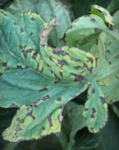 Circular and angular lesions with chlorotic halos.