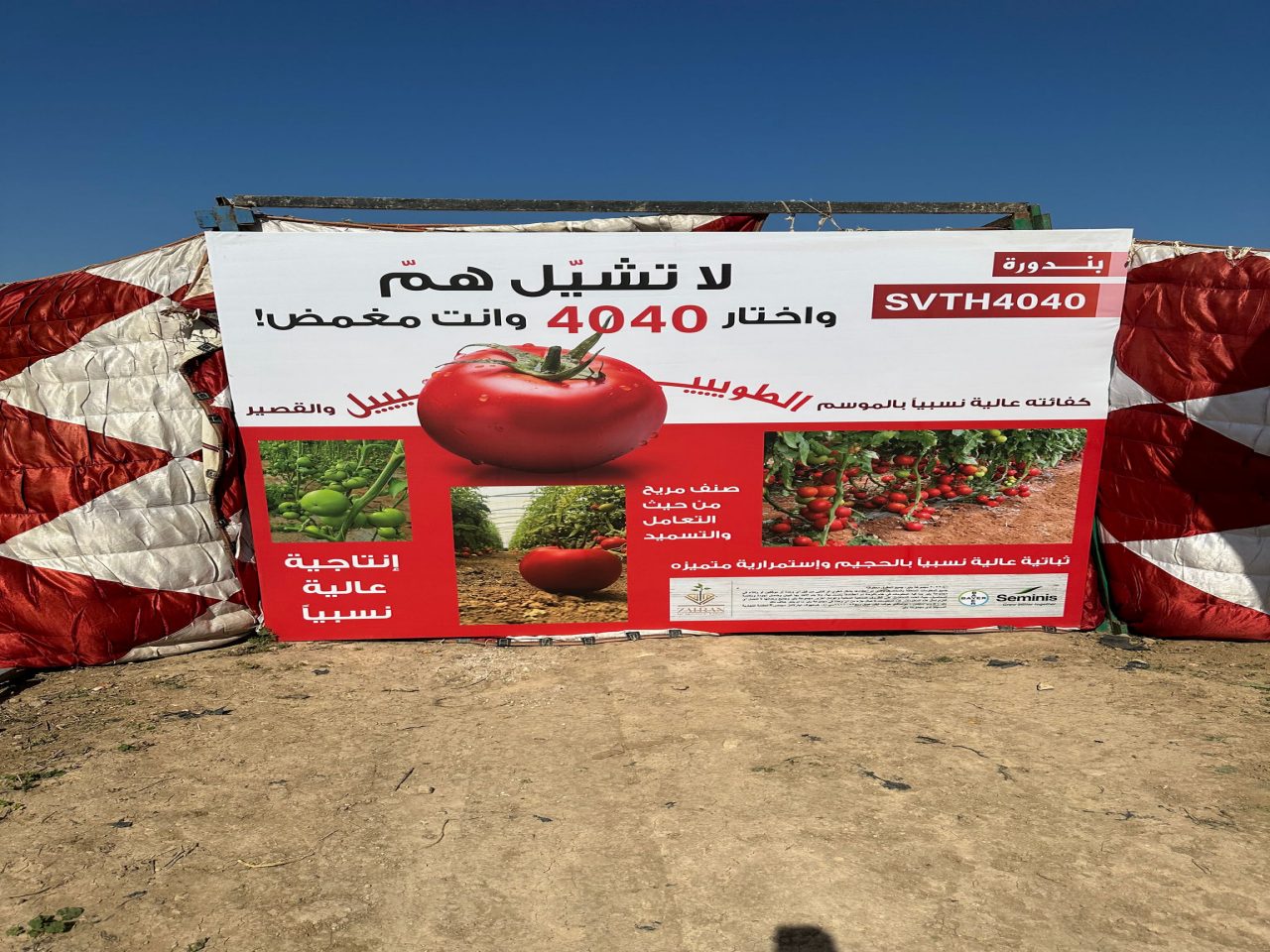 يوم حقلي لصنف الطماطم TVTH4040 في وادي الأردن