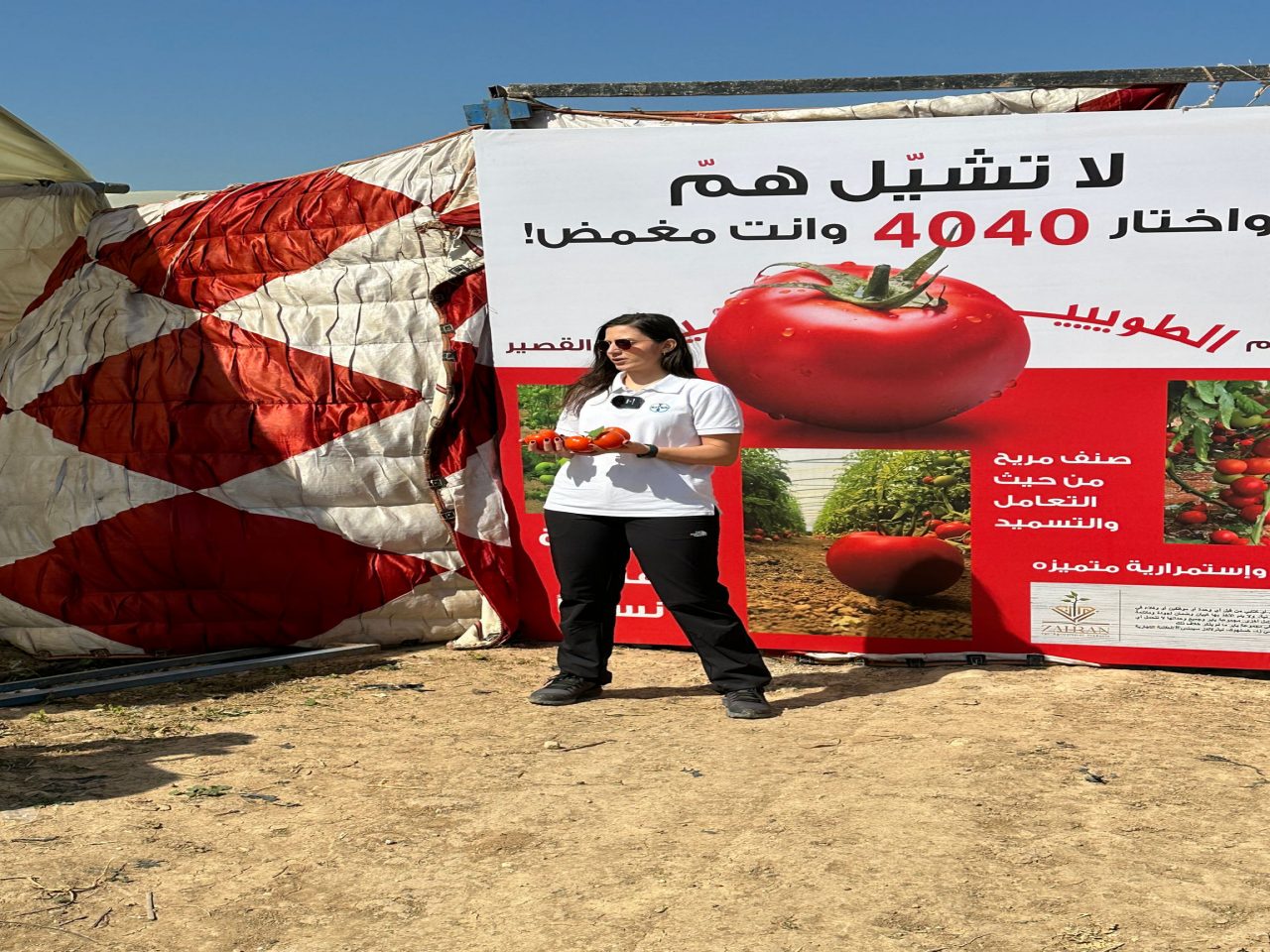 يوم حقلي لصنف الطماطم TVTH4040 في وادي الأردن