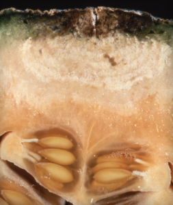 Internal symptoms of Fusarium sp. in melon fruit.