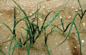 Foliar lesions caused by hail.