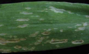 Lenticular lesions on an onion leaf.