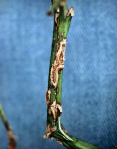 Longitudinal stem cankers.