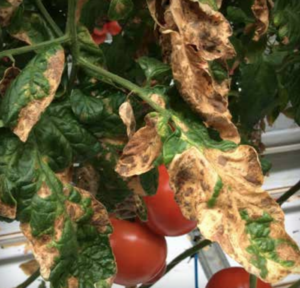 Autogenous necrosis: severe leaf necrosis.