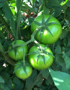 Tomato SV3725TH